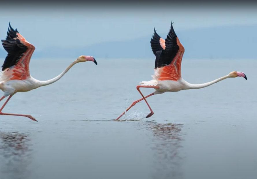photo of birds running on water