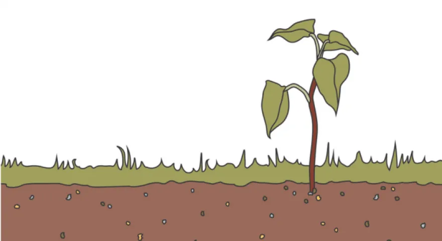 Illustration of a seedling coming out of the ground