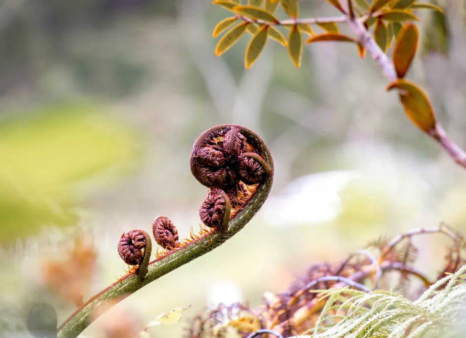 New Zealand iconic, Selective focus of unfurling frond of Koru, Alsophila dealbata or Synonym Cyathea dealbata commonly known as the silver fern