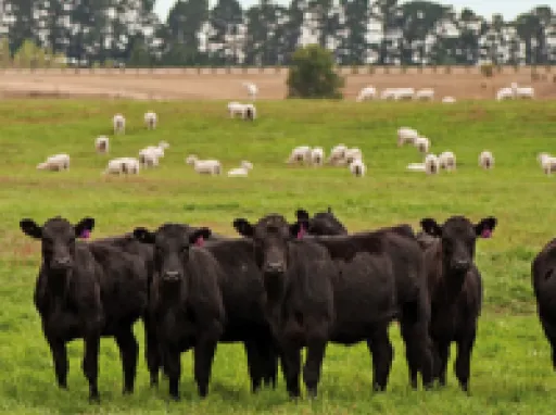 Beef and Lamb 800x600